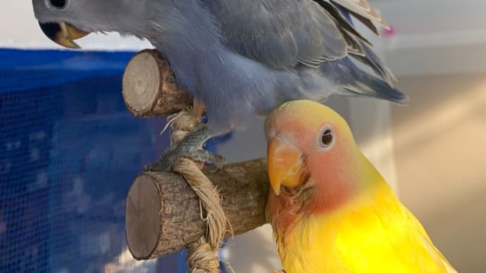 コザクラインコ雛ちゃんワチャワチャ(*☻-☻*)