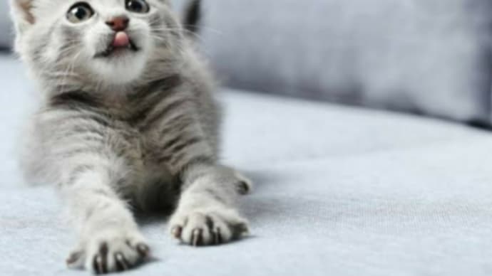 おはようございます❗🐈