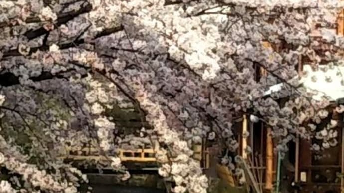 祇園白川　桜のライトアップ