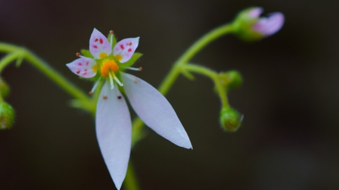 ●我が家の５月の花(7) ユキノシタ　ベロニカロイヤルキャンドル　シルバーレース
