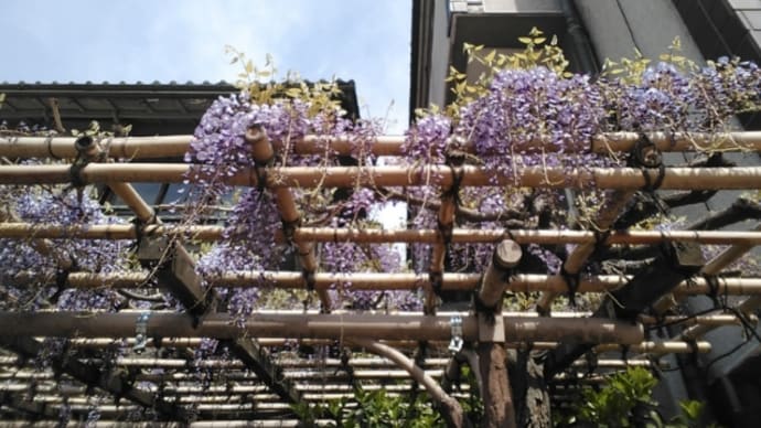 春迷彷花。