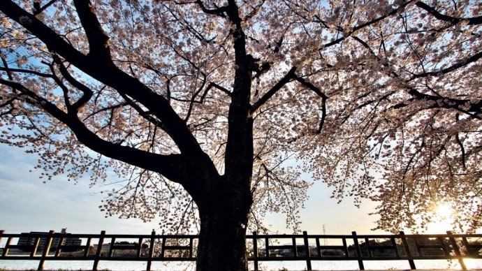 桜行脚(ソメイヨシノ編)前編