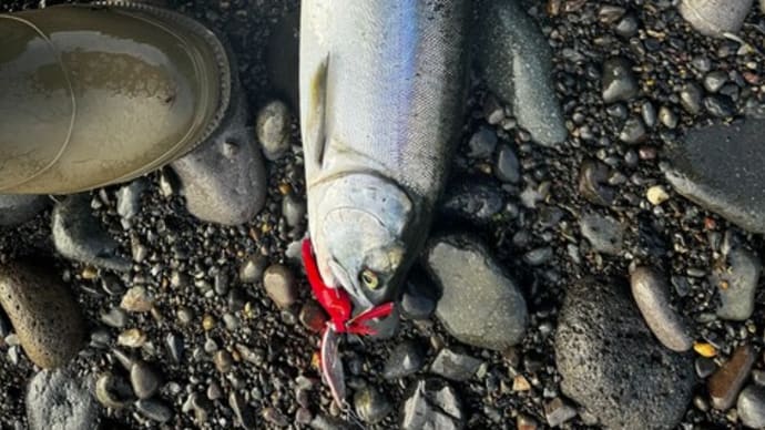 本日の釣果写真、届きました~。