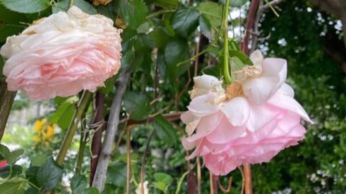 薔薇たちへ・・有難う。& マリノス、今日こそは!