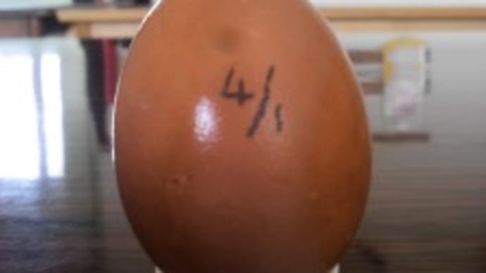ぶな森2016年度スタート_コケッツも卵を産みました