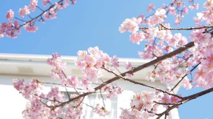 河津桜 あんコジさん ハクビシン
