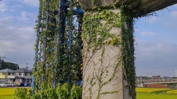 ツタ:ナツヅター繫茂