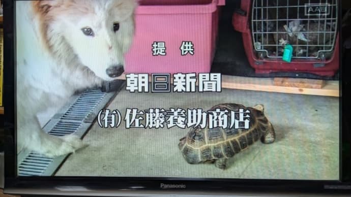 迎え盆