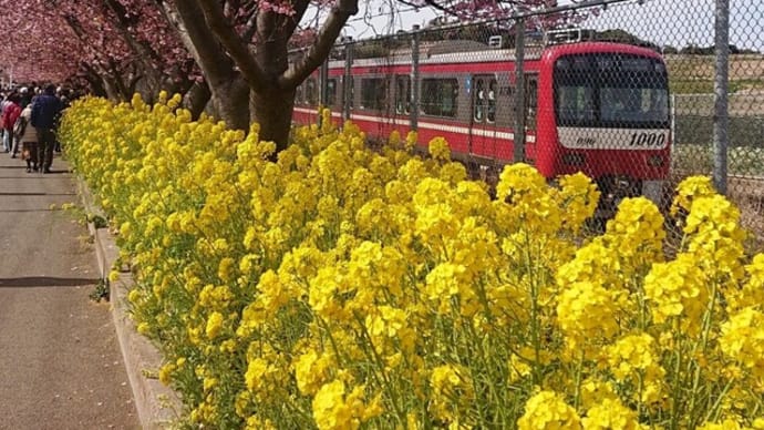 三浦海岸 河津桜