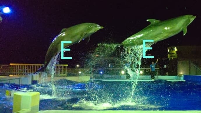 越前松島水族館のナイター営業を見てきました ☆