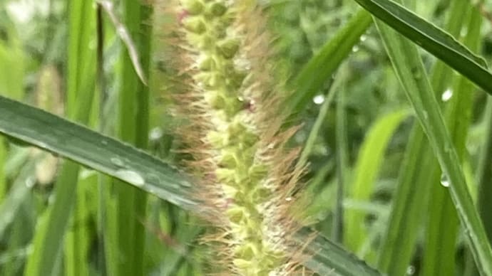 菅さん