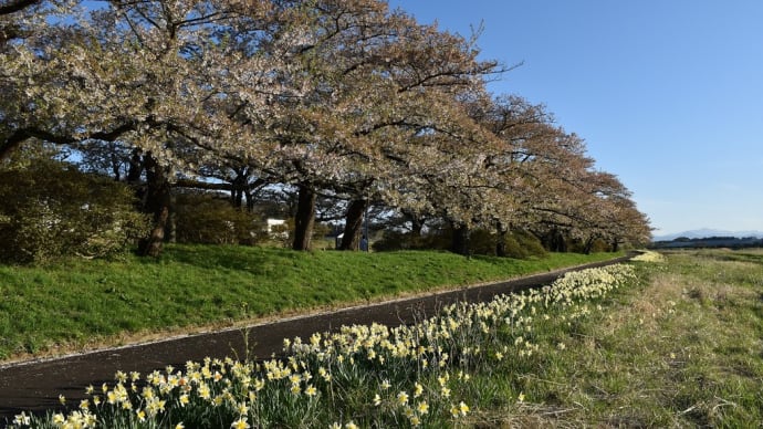 さくら狩り 岩手県北上市 みちのく三大桜名所 北上展勝地さくらまつり2022(3)桜並木のさくらのトンネル