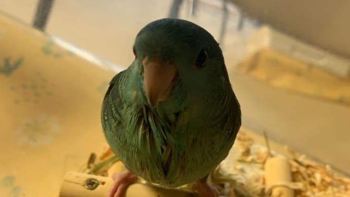 サザナミインコ、ブルーちゃん、お迎えされました