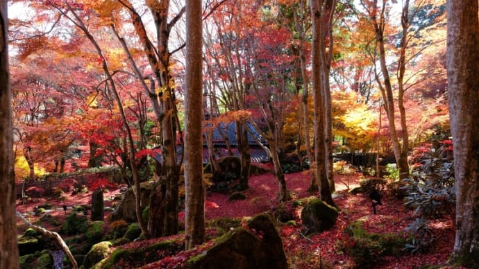 まだ紅葉が楽しめました(教林坊)