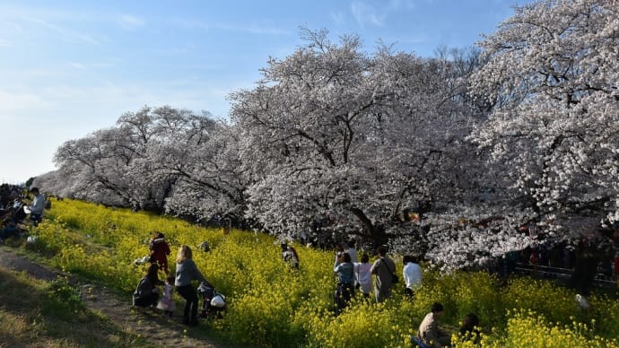さくら狩り 埼玉県熊谷市 2022年熊谷桜まつり 熊谷桜堤(2)ん? 雪積ってない?