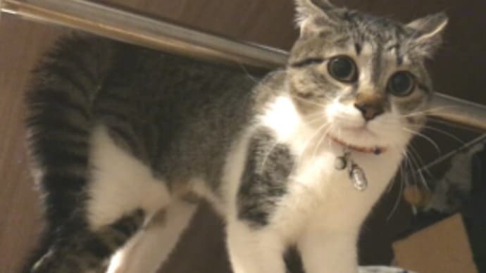 猫の脱走防止術/ドライブの巻