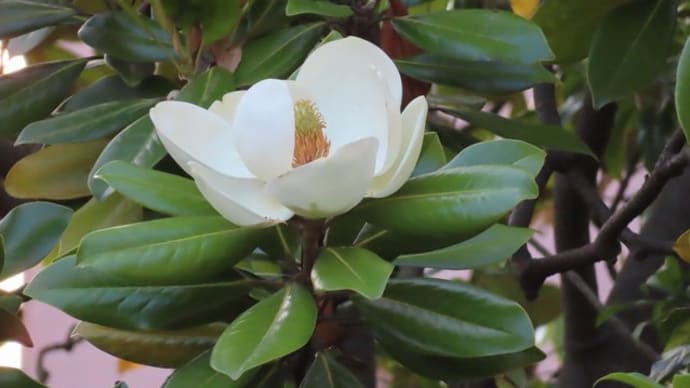 タイサンボクの花