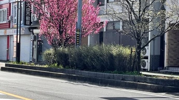 一宮市中心部・国道155号線沿いの　花桃の花がきれい