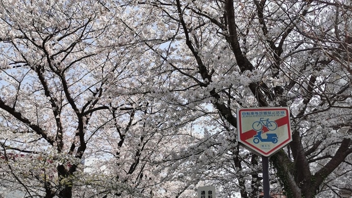 桜のトンネル / 胡麻まみれ