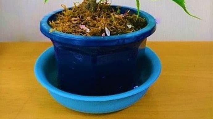 分散登校開始と一歳桜