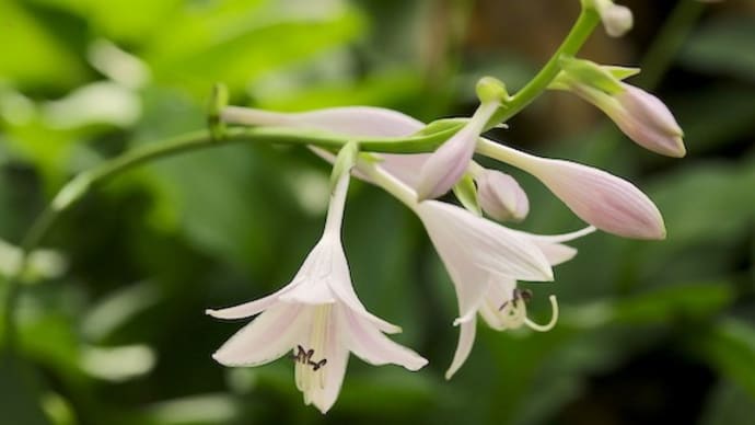 蕾それとも苞葉に包まれた若い花序のどちらが似ている?