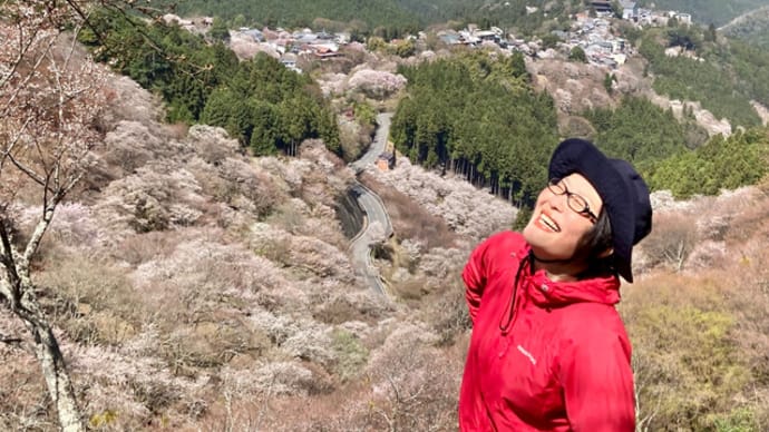 吉野山の桜、今、いい感じ！