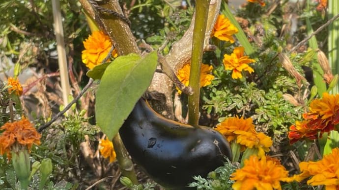 最後の夏野菜