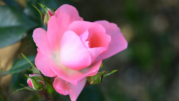 ジャルダン・ドゥ・フランス Jardins de France 【F】