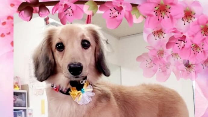 🐶 ボクのハナ🐽 ミッキーだよ 🎶