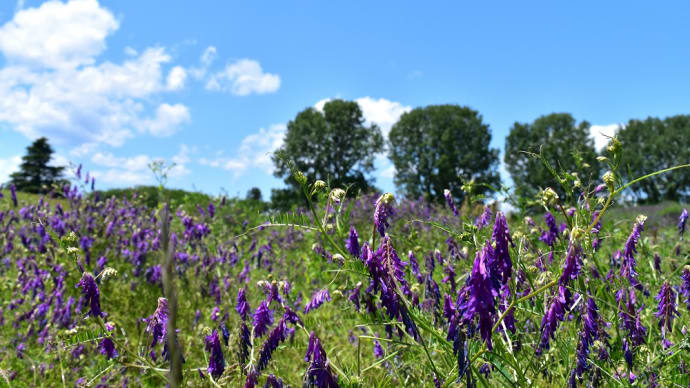 夏空に紫の草花。