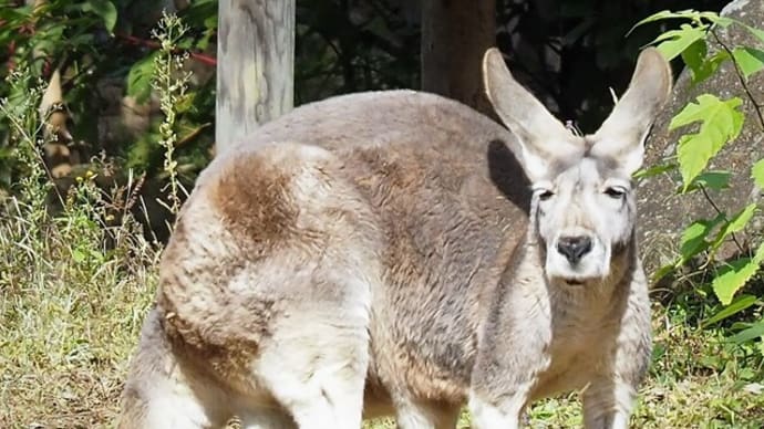 アカカンガルーを見てると、肩の力が抜けていきます