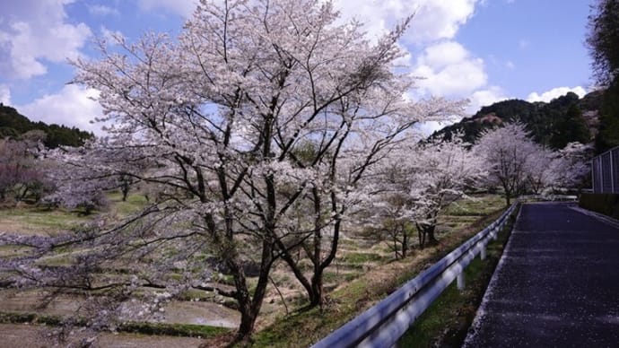 2025 倉沢の桜は ちょうど満開 その1