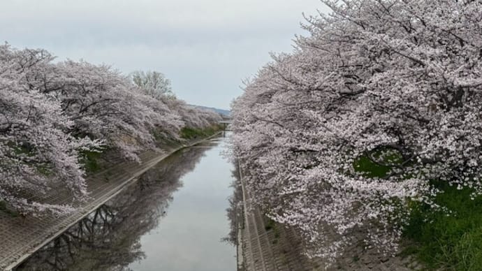 花見酒