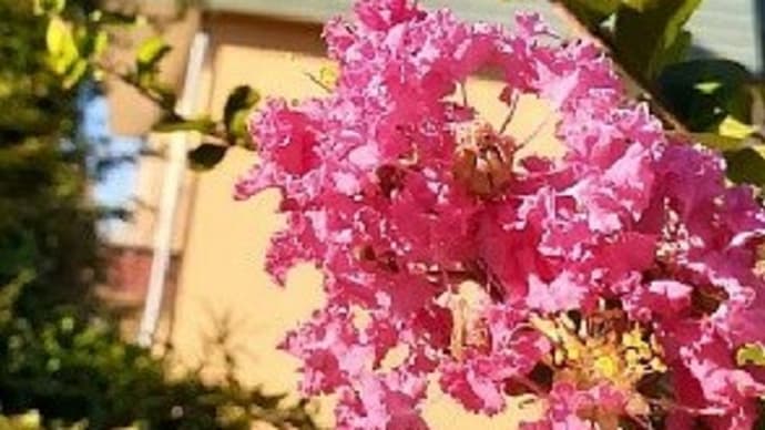 寝込んでる間にサルスベリの花が咲いていたとですぅΣ(゚Д゚)