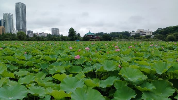 お薦め散歩 上野不忍池と東京国立博物館