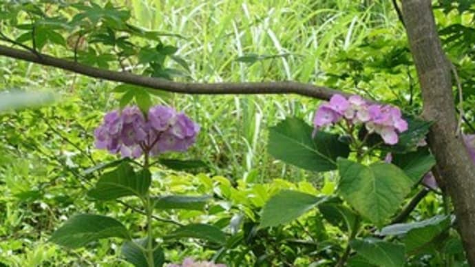 近くでは見られない我が家のの紫陽花