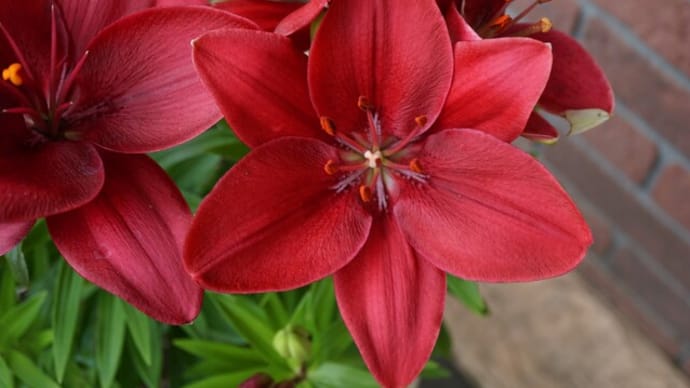 夏の花:スカシユリ’ブザー’