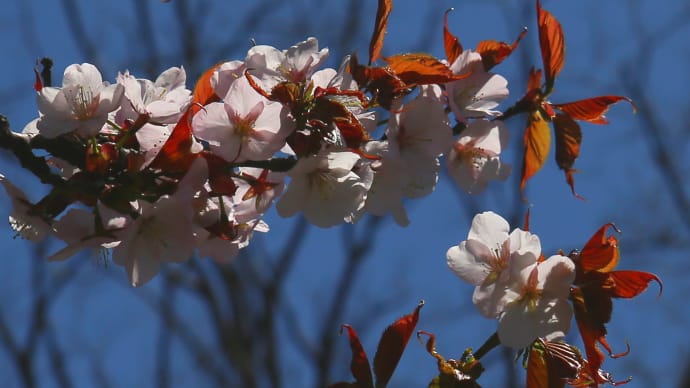 桜開花も今年は早く1-3