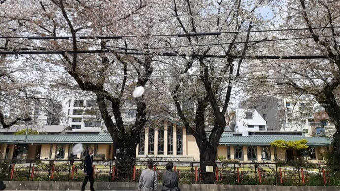 「自由学園明日館」の桜