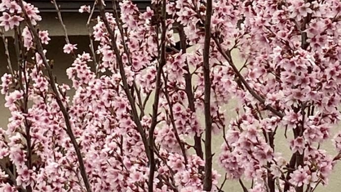 メジロがやって来る桜