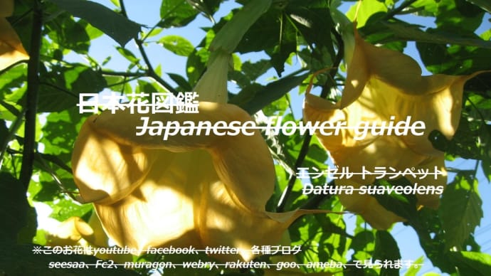 青空に光るランプ?!Lamps that shine in the blue sky? !!