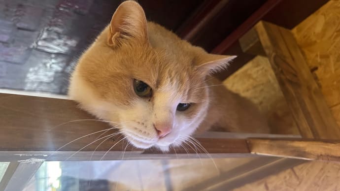 看板猫がいるお店で猫飲み 赤茄子さん 予告編 (2506)