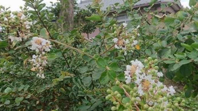 咲き始めた花達