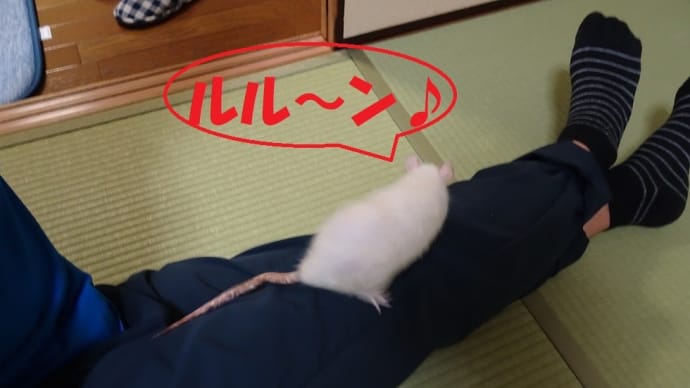 同時放牧