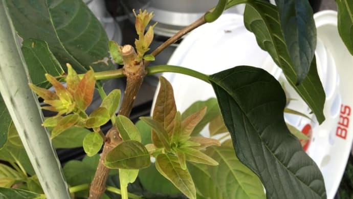 次々に新芽🌱