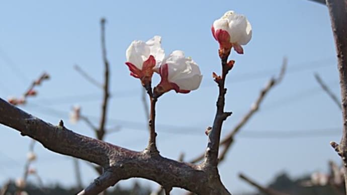 わが家のおくて梅の花が咲きました♪ + 情報