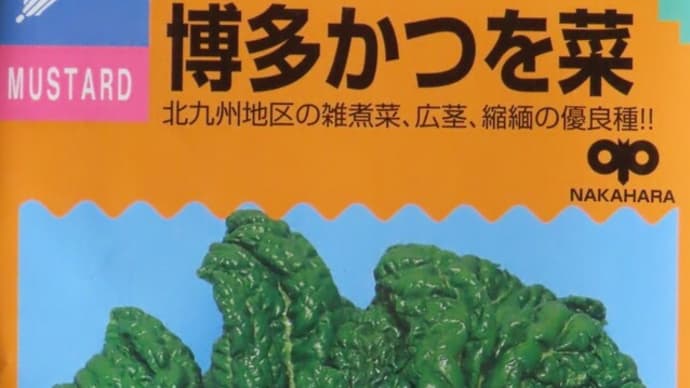 カツオナ（かつお菜、かつを菜、勝男菜）の栽培記録　2023