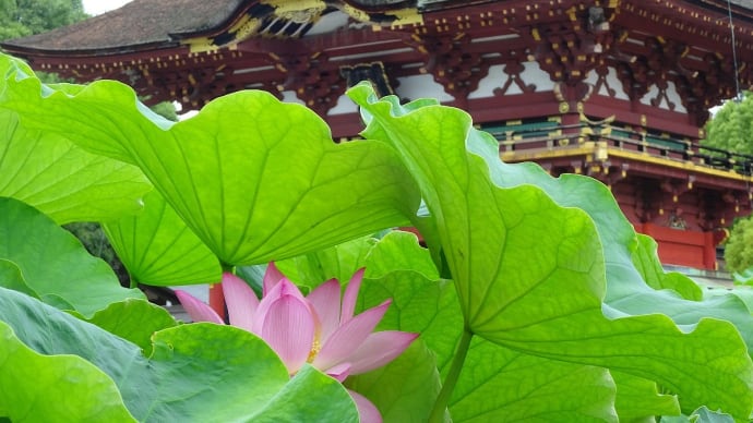 ハス - 岡崎・伊賀八幡宮