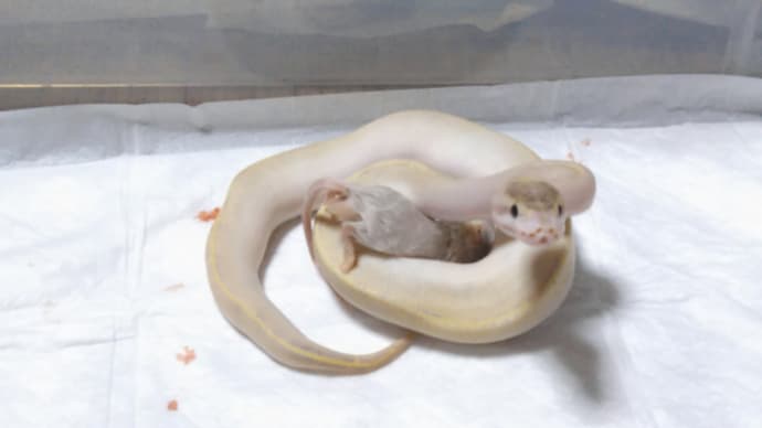 食欲がすごくて、ウリちゃんへの給餌が怖い