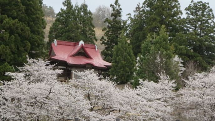 秋田県横手市の桜～散りはじめ～